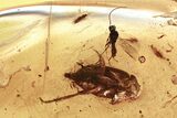 Detailed Fossil Thrip, Marsh Beetle, and Wasp In Baltic Amber #328158-2